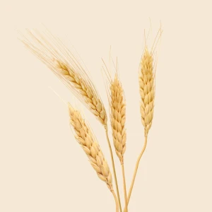 Pakiet badań gluten